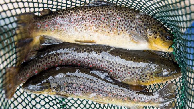 Zasady wędkowania są określone w ustawie o rybactwie śródlądowym, dlatego zdaniem RPO nie można ich dublować w aktach prawa miejscowego. Zdjęcie ilustracyjne; fot. PAP/Maciej Kulczyński