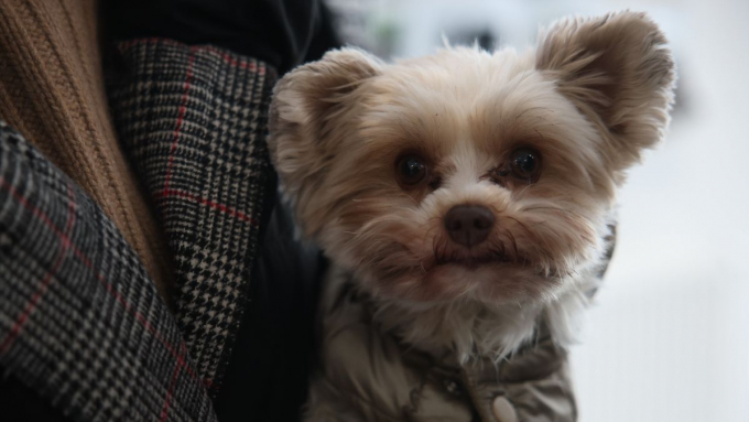 W Polsce w schroniskach dla zwierząt przebywa ok. miliona bezdomnych psów i kotów. Zdjęcie ilustracyjne; fot. PAP/Łukasz Gągulski